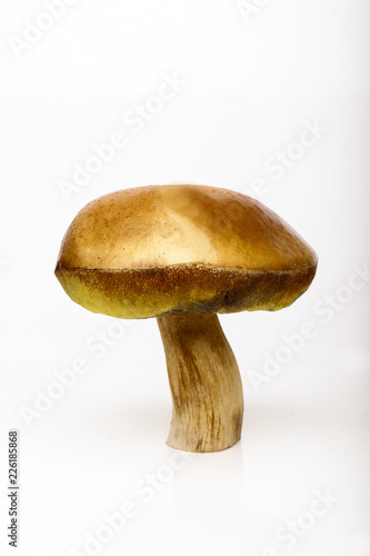 Porcini isolated white background. White mushrooms