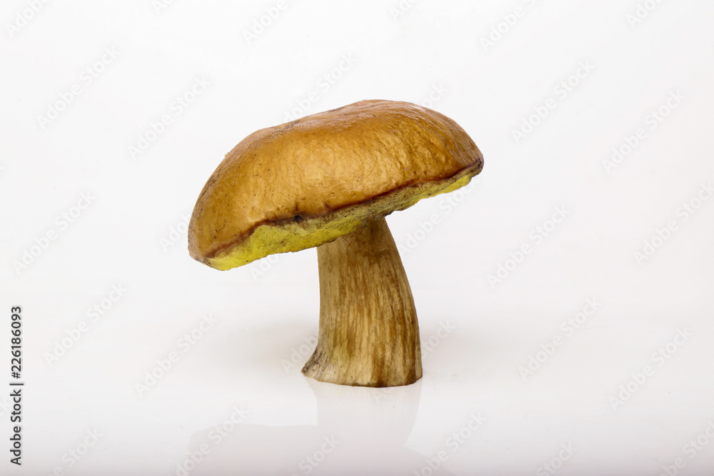 Porcini isolated white background. White mushrooms Porcini isolated white background. White mushrooms