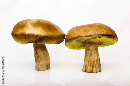 Two Porcini isolated white background. White mushrooms