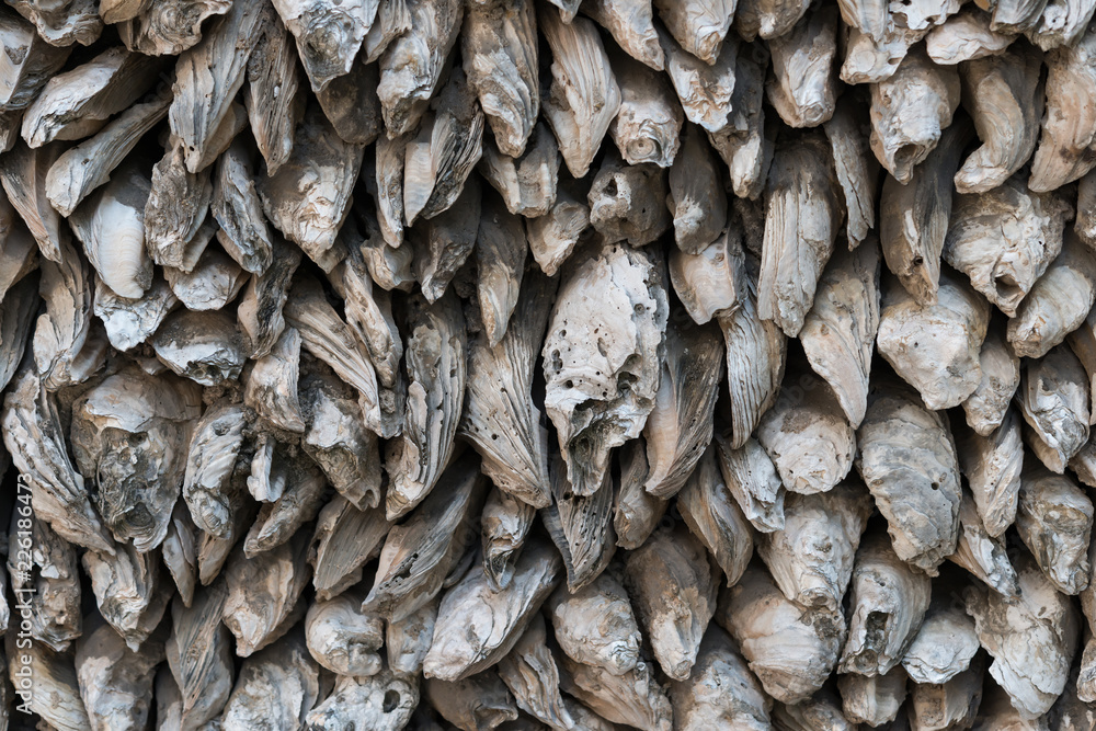 wall made of oyster shells as background and texture