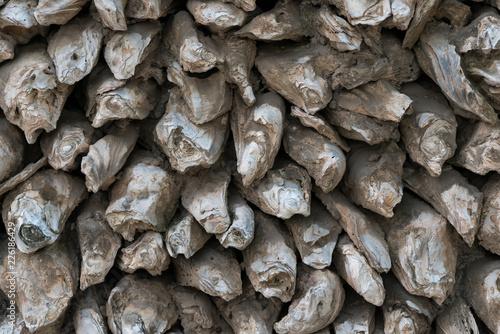 wall made of oyster shells as background and texture
