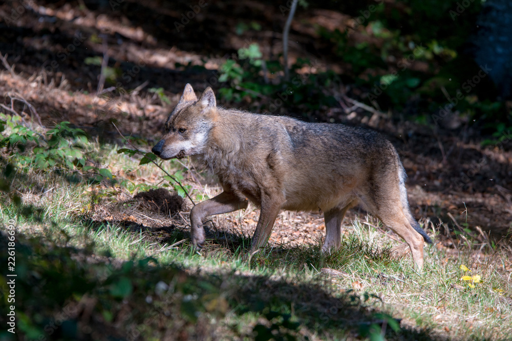 Fototapeta premium Wolf , Grauer Wolf (Canis lupus) im Nationalpark Bayerischer Wald