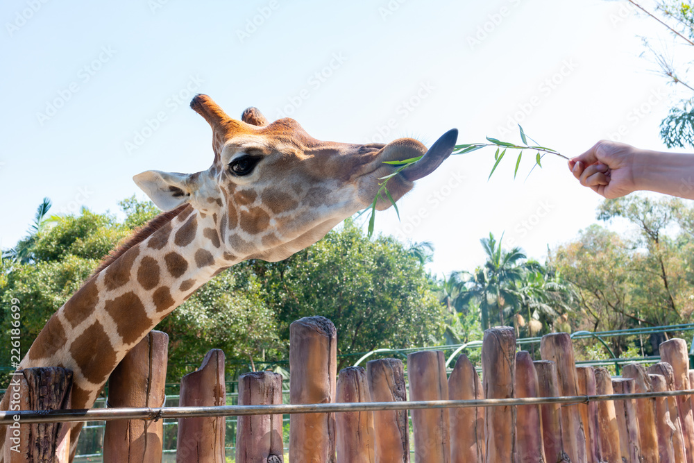 Fototapeta premium feeding giraffe in a zoo