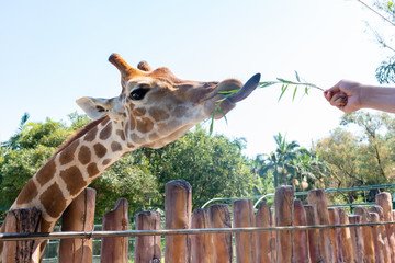 Leinwandbilder Giraffe Giraffe wird im Zoo gefüttert  © Freer