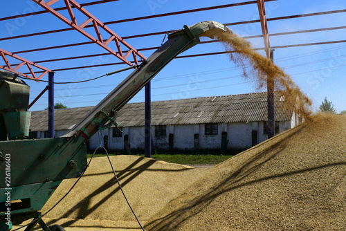 dedusting of wheat crop in the yard photo