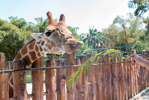 feeding giraffe in a zoo