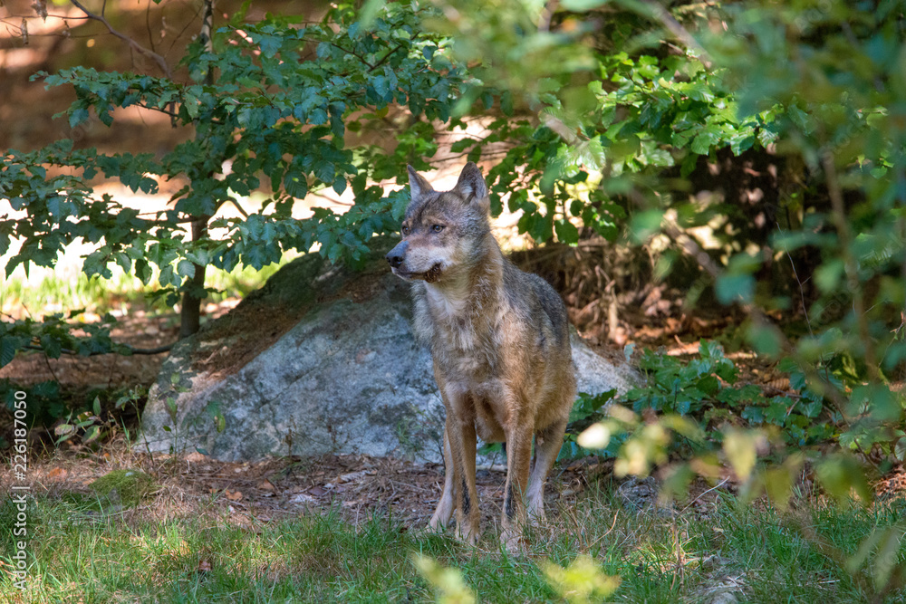 Obraz premium Wolf , Grauer Wolf (Canis lupus) im Nationalpark Bayerischer Wald 