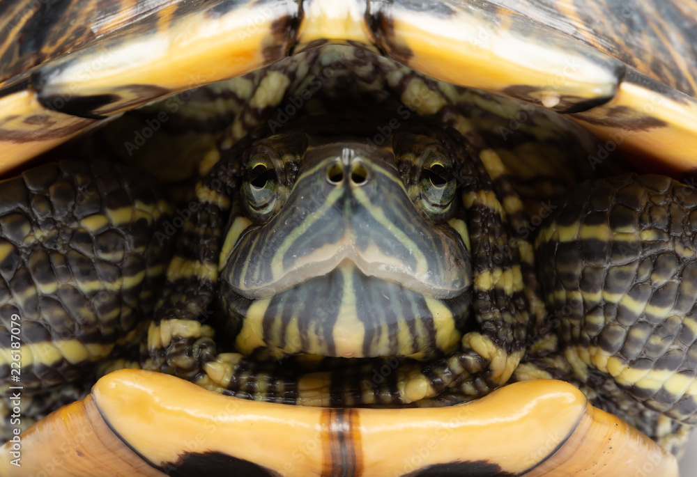 Obraz premium pet turtle red-eared slider or Trachemys scripta elegans close up 2