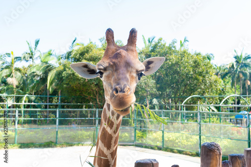 feeding giraffe in a zoo