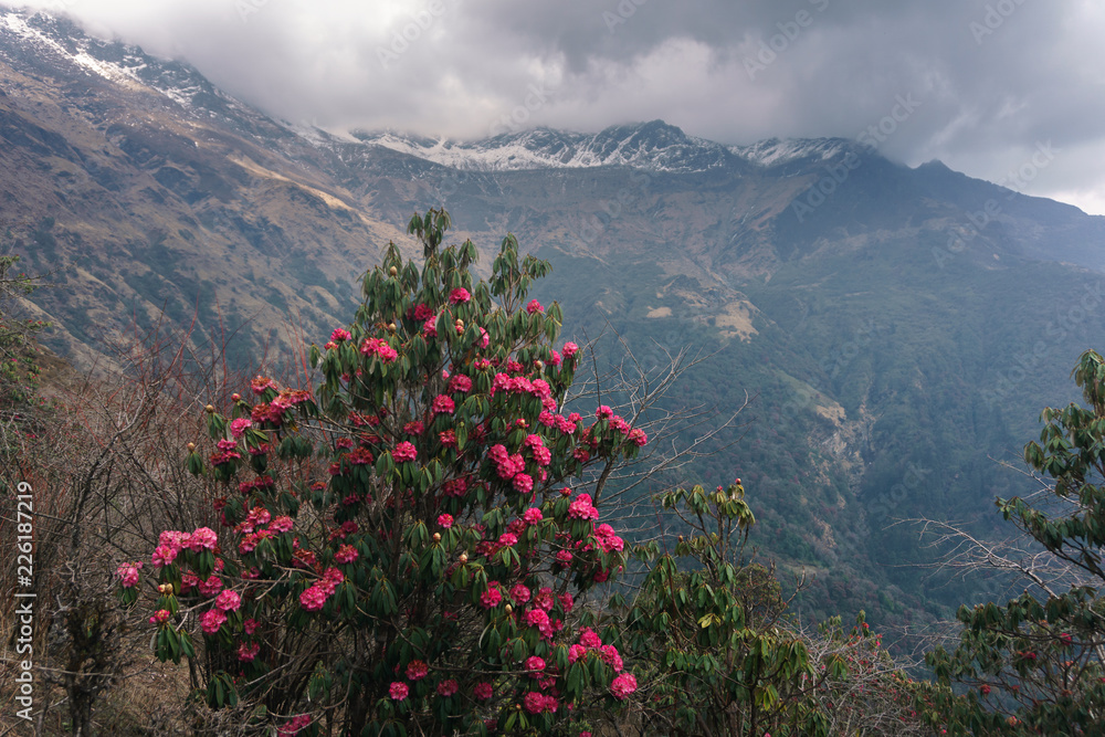 The Himalayan Mountains, Nepal. Flowering rhododendrons.