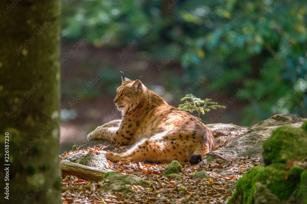 Luchs (Lynx lynx) im Nationalpark Bayerischer Wald Luchs (Lynx lynx) im Nationalpark Bayerischer Wald
