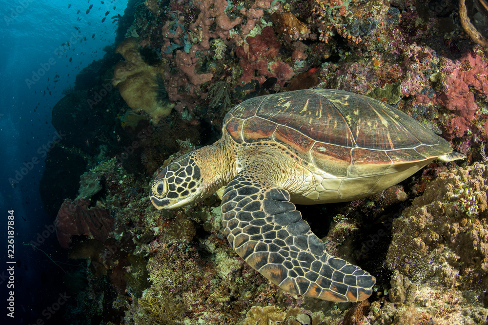 green sea turtle