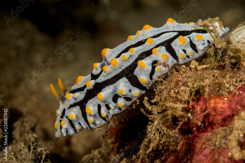 nudibranch sea slug