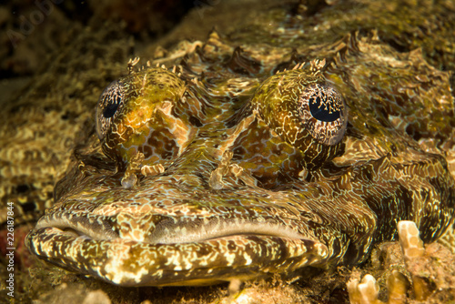 crocodile flathead fish photo