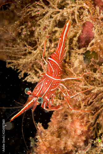 red dancing shrimp