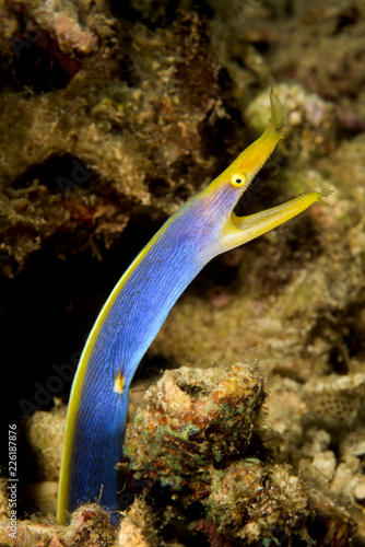 blue ribbon eel photo