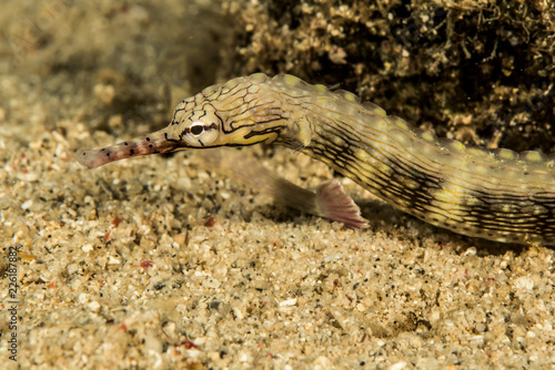 reeftop pipefish fish