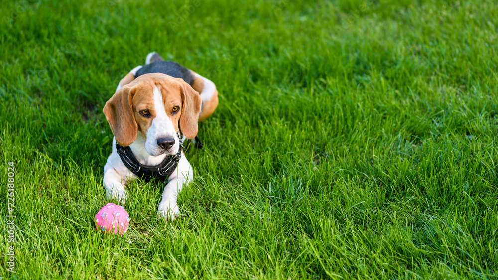 Beagle dog on a grass in park garden outdoors
