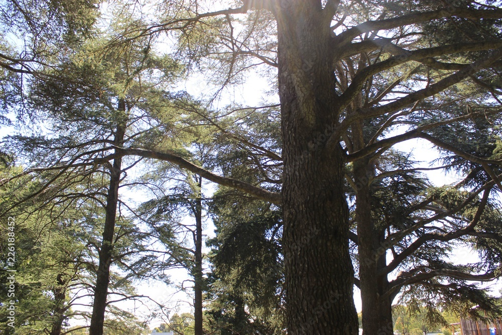 Fototapeta premium trees and blue sky