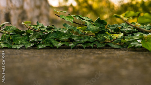 ivy leafs