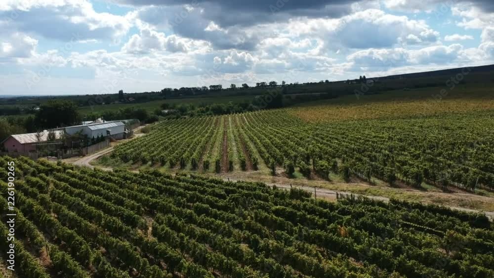 Grapes Farm Crops Grapes Farm Crops