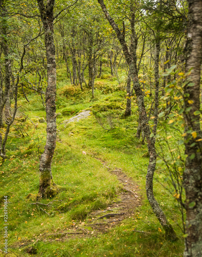 A beautiful, still green autumn forest on the mountain slope in Norway, Folgefonna National Park. Vibrant landscape of autumn. A beautiful, still green autumn forest on the mountain slope in Norway, Folgefonna National Park. Vibrant landscape of autumn.