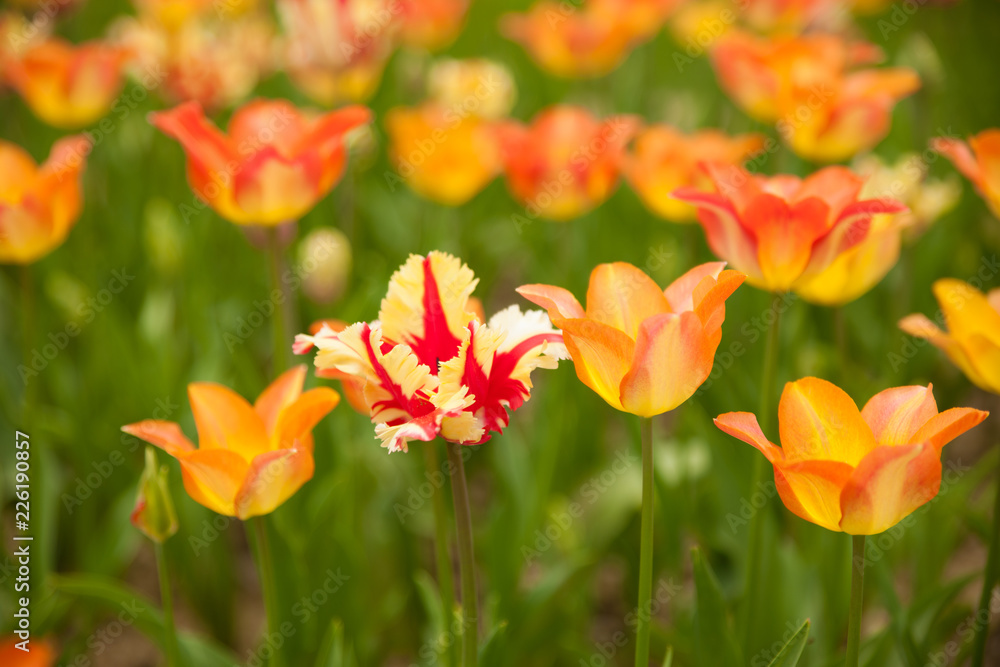 Tulips blooming in a garden in botany park in early spring