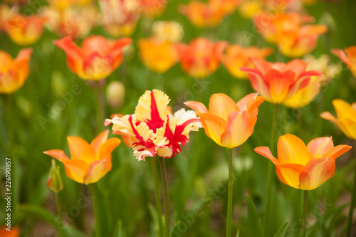 Tulips blooming in a garden in botany park in early spring