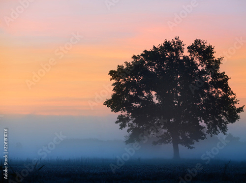 Old oak at sunrise away from the city