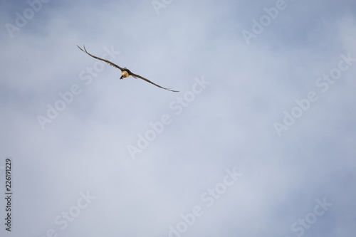 Gypaete barbu - Lammergeyer - Gypaetus barbatus, Vanoise, France