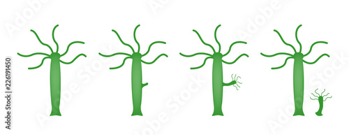 hydra / sexual reproduction vector