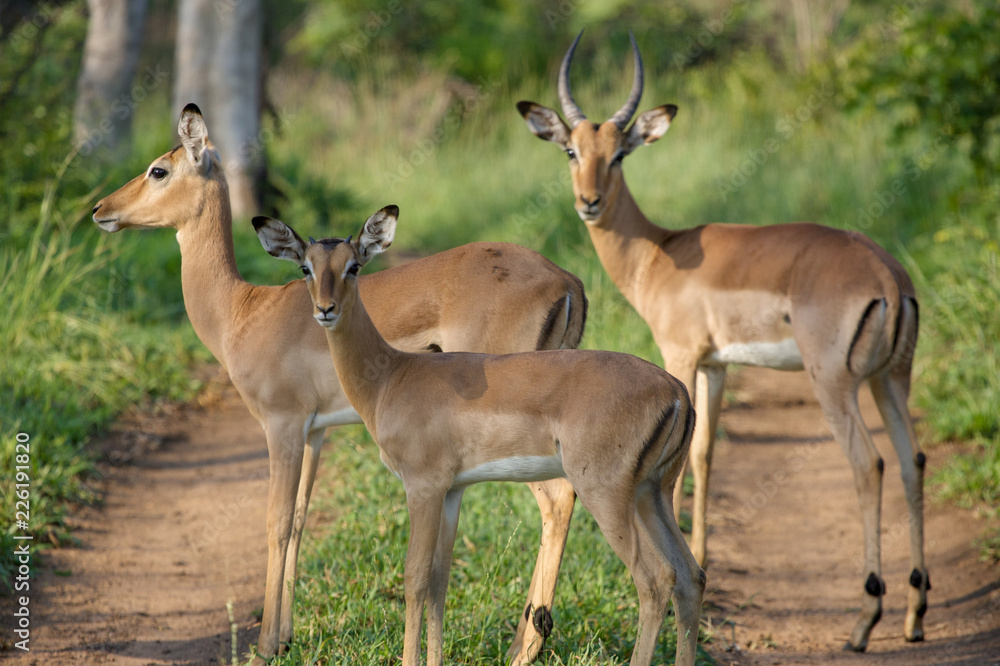 impala in africa