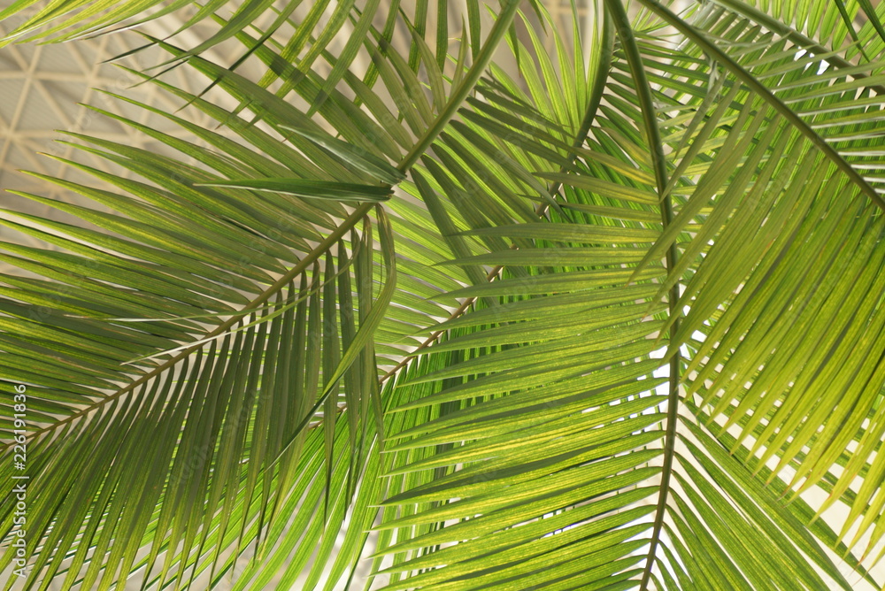 Obraz premium Palm tree in Egypt all inclusive hotel beautiful view with blue sky Red Sea