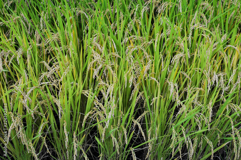 Fototapeta premium 収穫間近の稲