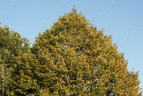 park in Bremen single tree autumn no swow with blue sky and sun photo