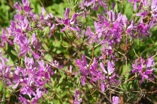 Rhododendron canadense rhodora purple flowers