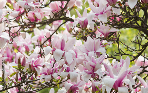 Blooming tree with flowers of pink magnolia closeup