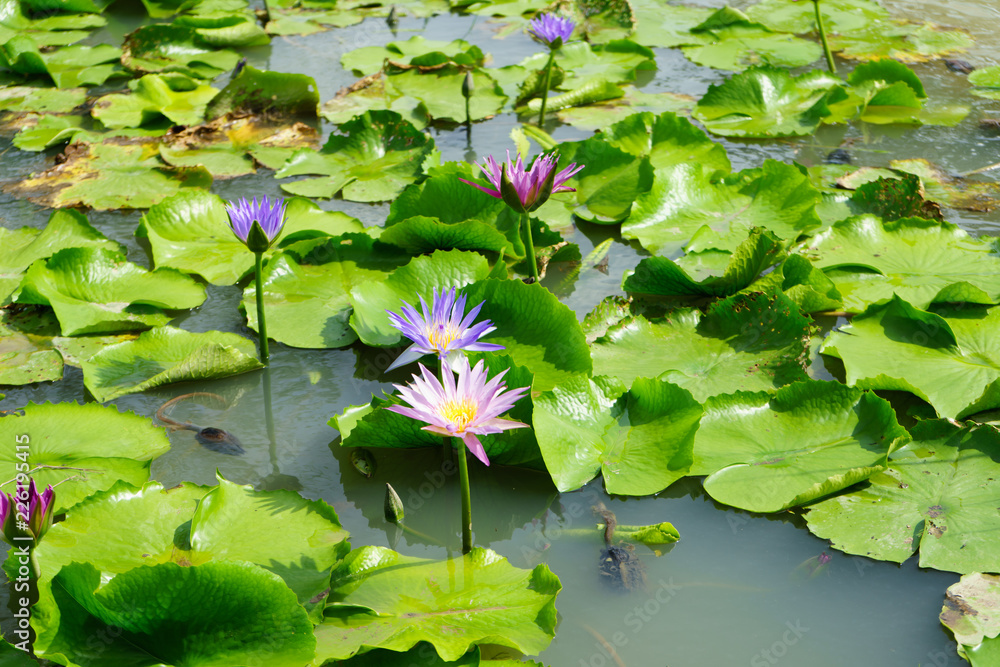 Purple and Pink lotus flower in nature it is beautiful. Purple and Pink lotus flower in nature it is beautiful.
