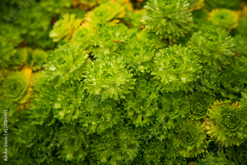 Photography Beautiful green closeup of saxifrages in park of Bergen