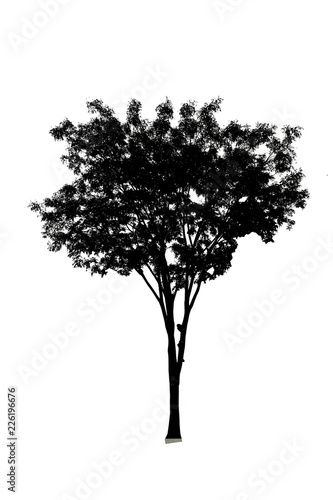 Black tree silhouette set of Thailand no.12 isolated on white background, single tall perennial tree with many branches and leaves, natural tropical plant for shadow, outdoor design and decorated.