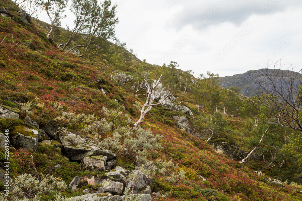 A beautiful autumn colors on the slopes of the mountains in Folgefonna national park, Norway. Natural flora in fall. A beautiful autumn colors on the slopes of the mountains in Folgefonna national park, Norway. Natural flora in fall.