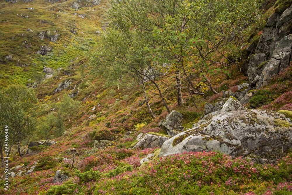 A beautiful autumn colors on the slopes of the mountains in Folgefonna national park, Norway. Natural flora in fall.