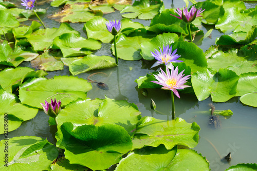 Purple and Pink lotus flower in nature it is beautiful.