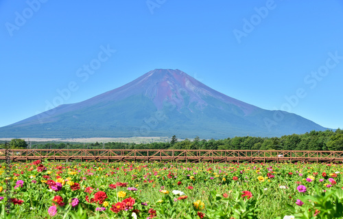 富士山と百日草の花畑