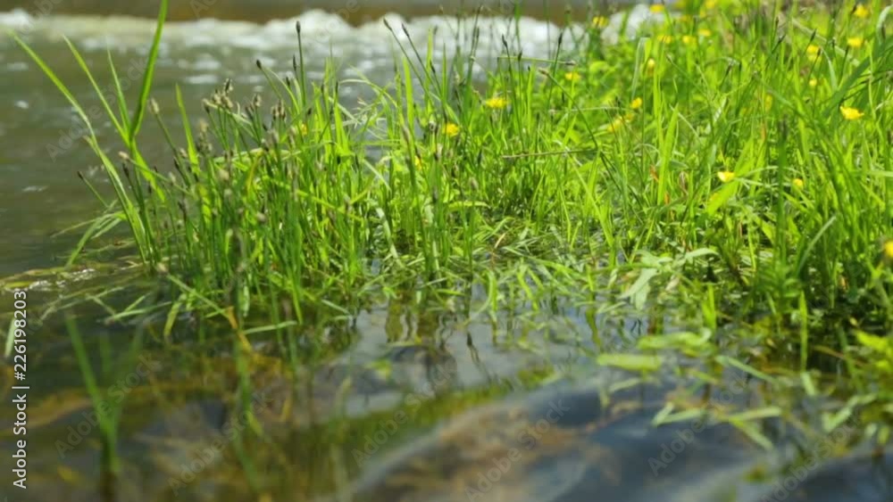 River bank in summer day