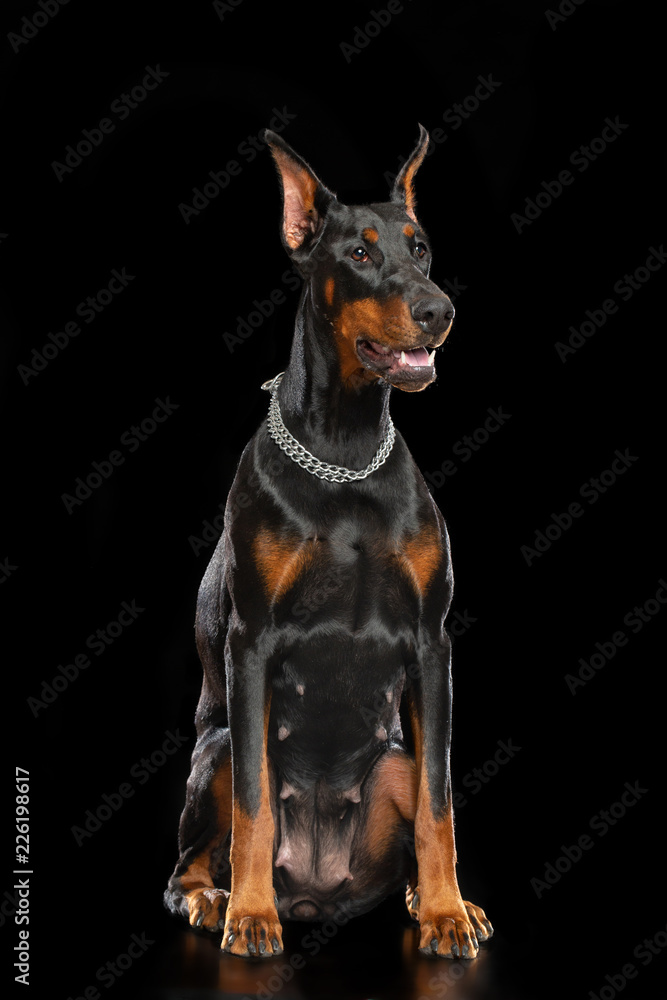 Doberman Dog Isolated on Black Background in studio Doberman Dog Isolated on Black Background in studio