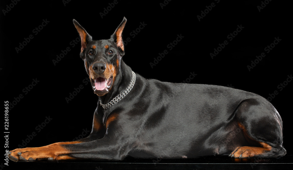 Doberman Dog  Isolated  on Black Background in studio