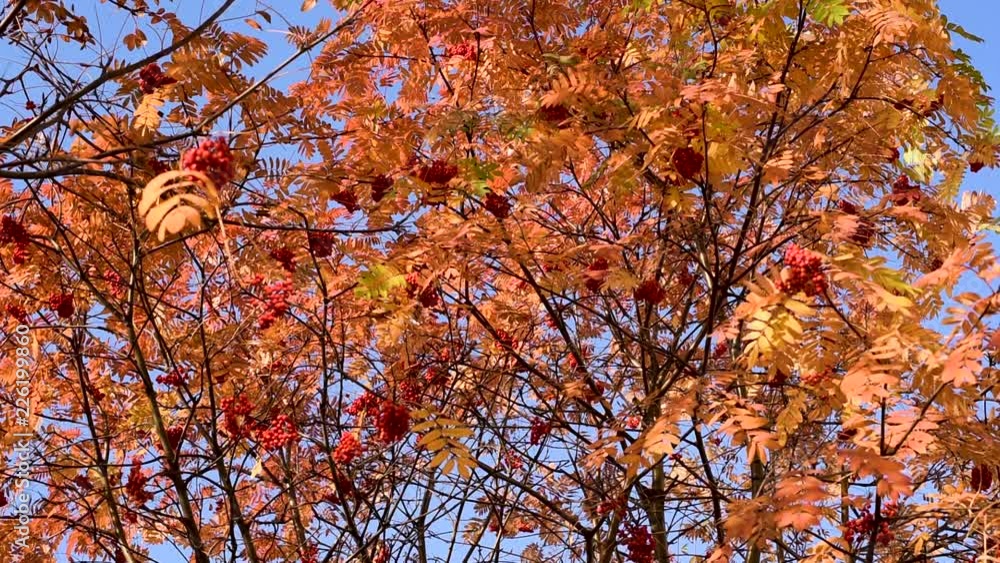 Autumn. Yellow and orange red leaves of mountain ash with red ripe berries against the blue sky in the city, swaying in the wind in different directions creating a good mood Autumn. Yellow and orange red leaves of mountain ash with red ripe berries against the blue sky in the city, swaying in the wind in different directions creating a good mood