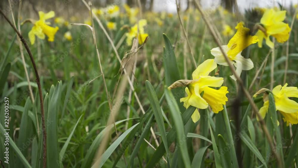 Close-up blossom yellow narcissus in forest. Self-seeding flower in weed and dry grass Close-up blossom yellow narcissus in forest. Self-seeding flower in weed and dry grass