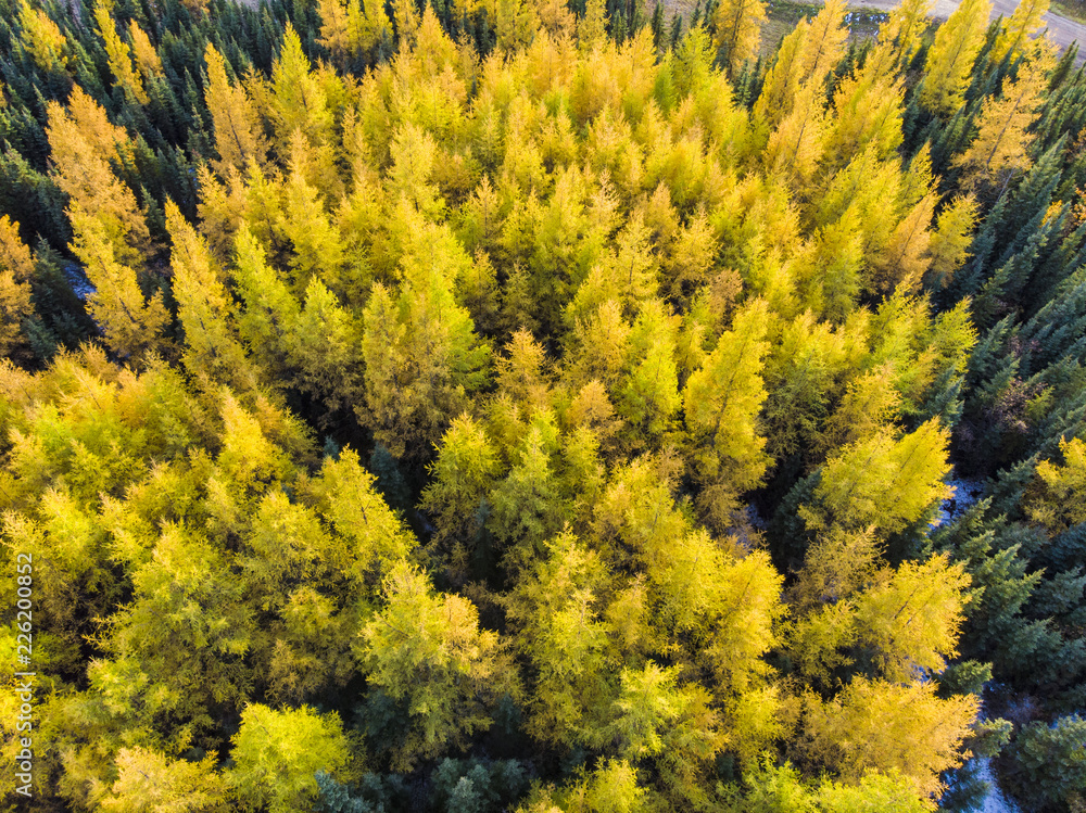 larch forest in fall